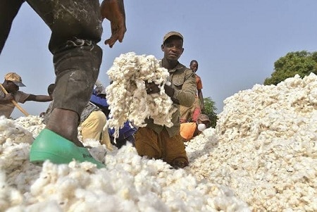 Zamfara Cotton Farmers