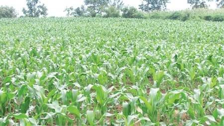 Niger Maize farmers Reject CBN Anchor Borrowers Loan Terms