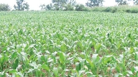 Niger Maize Farmers Reject CBN Anchor Borrowers Loan Terms